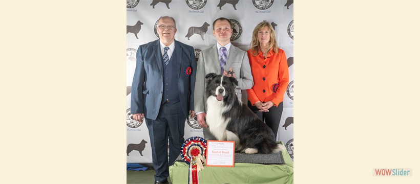 Best In Show Ch Show March 2025 - Sh Ch Thwaitlake Buzzman