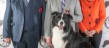 Best In Show Ch Show March 2025 - Sh Ch Thwaitlake Buzzman
