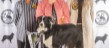 Best in Show Ch Show October 2025 - Somniatis Harlee Quinn