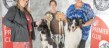 Best In Show Open Show 2024 - Sh Ch Chikaramor Cast A Spell at Glenfound (right)
